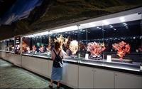 「宜蘭綺麗珊瑚博物館」