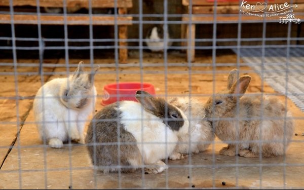 宜蘭美食「兔子迷宮咖啡餐廳」Blog遊記的精采圖片
