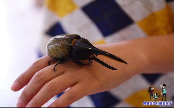 「甲蟲森林」Blog遊記的精采圖片